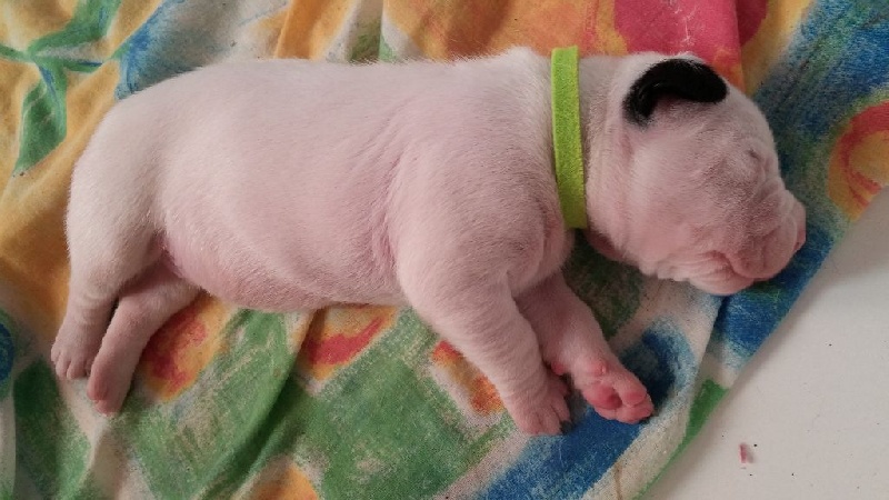 Del País De La Amapola - Dogo Argentino - Portée née le 15/11/2014